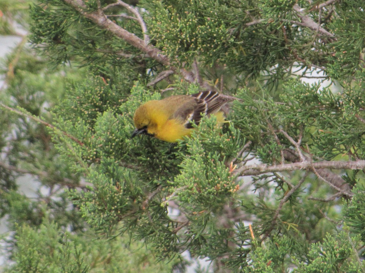 Orchard Oriole - ML443623241