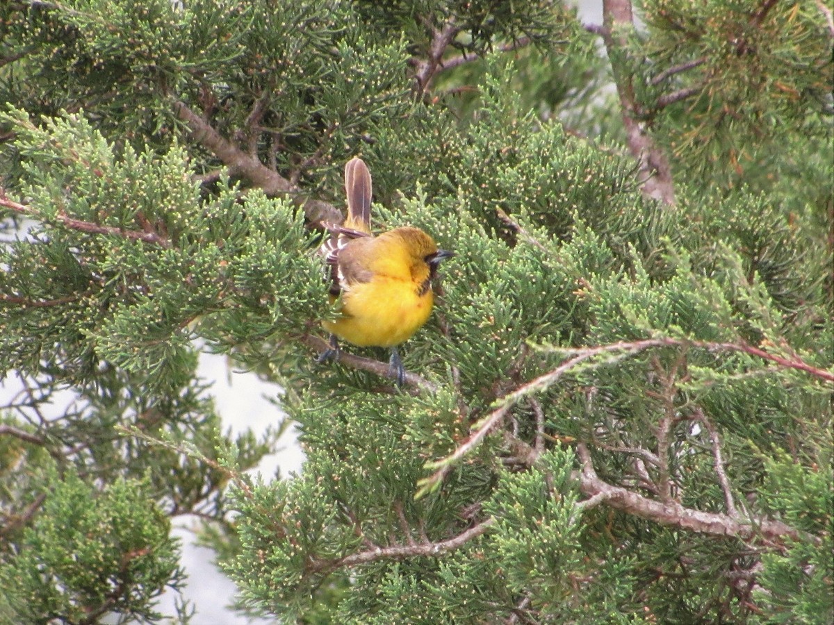 Orchard Oriole - ML443623271