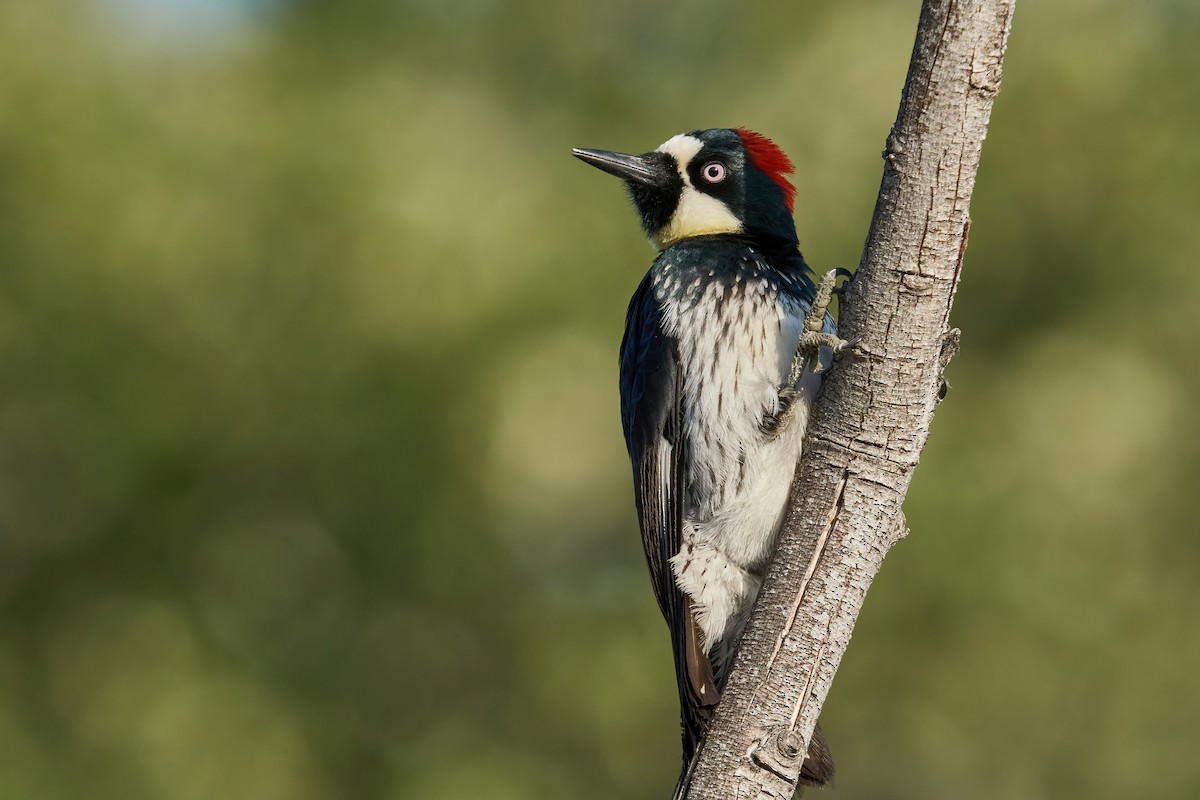 Acorn Woodpecker - ML443624941