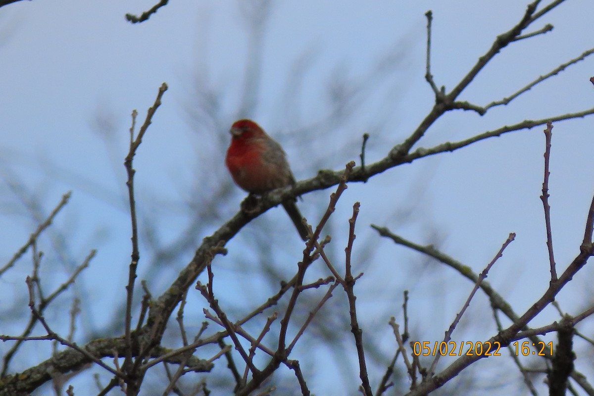 House Finch (Common) - ML443625221