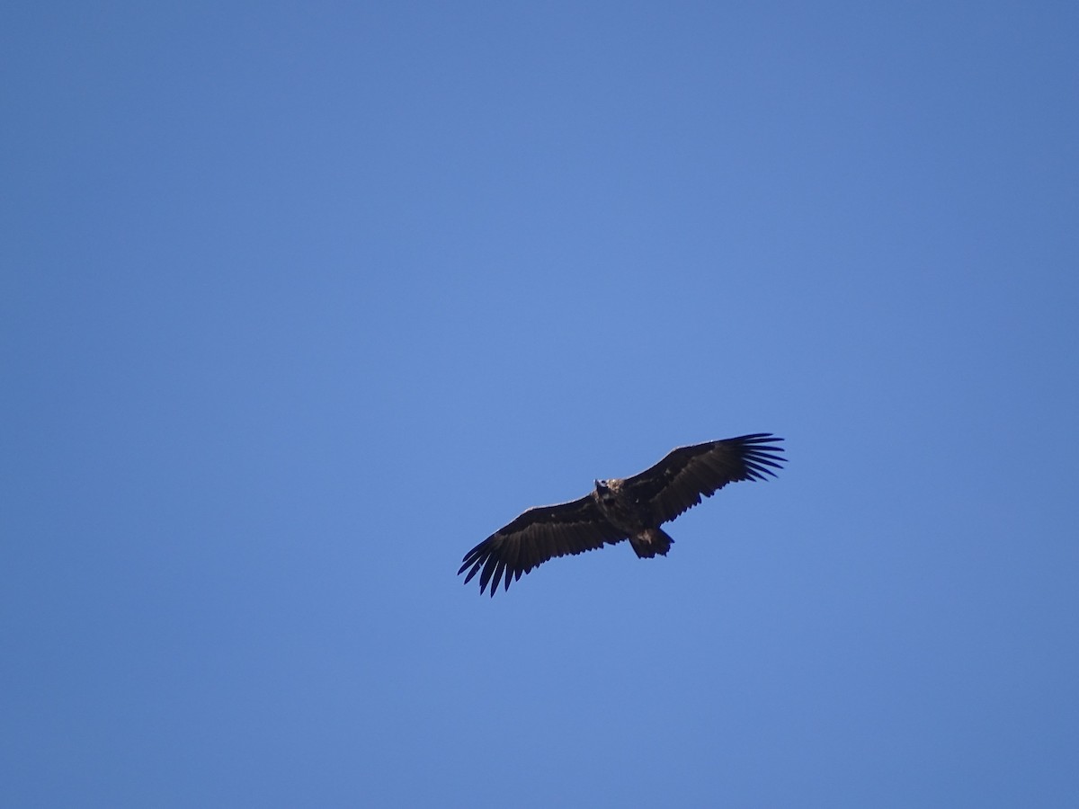 Cinereous Vulture - ML443632741