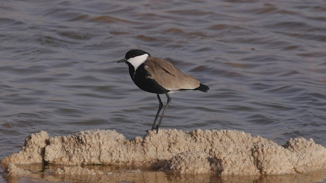 Spur-winged Lapwing - ML443635981