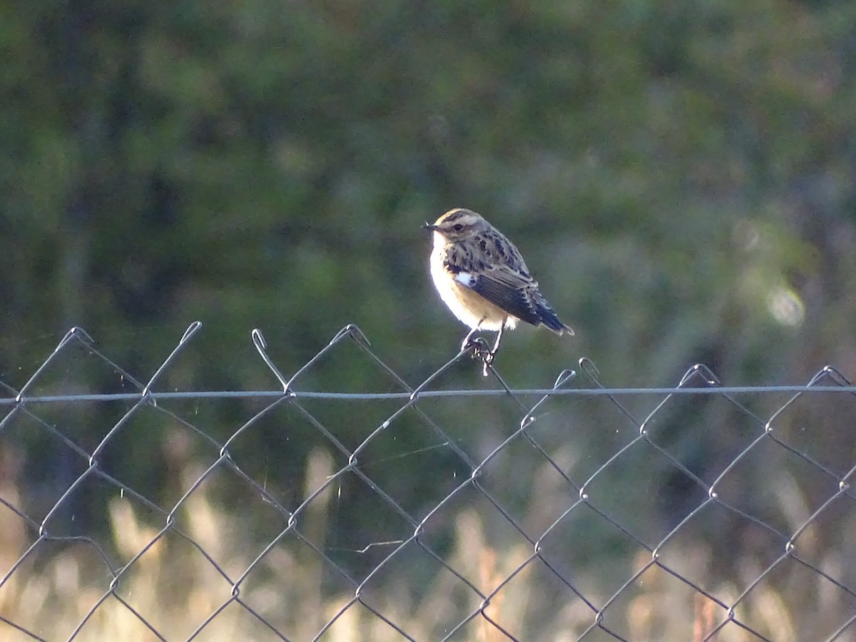 Whinchat - ML443636021