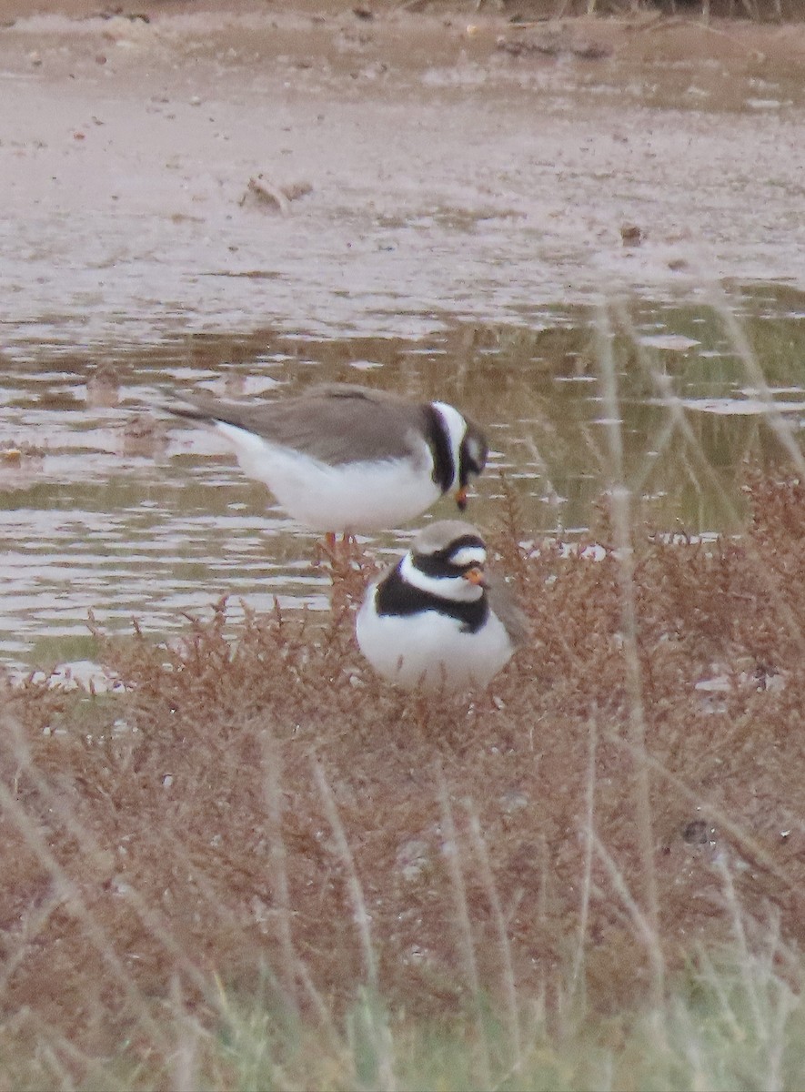 Common Ringed Plover - ML443637601