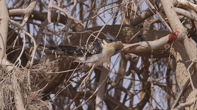 Great Spotted Cuckoo - ML443638011