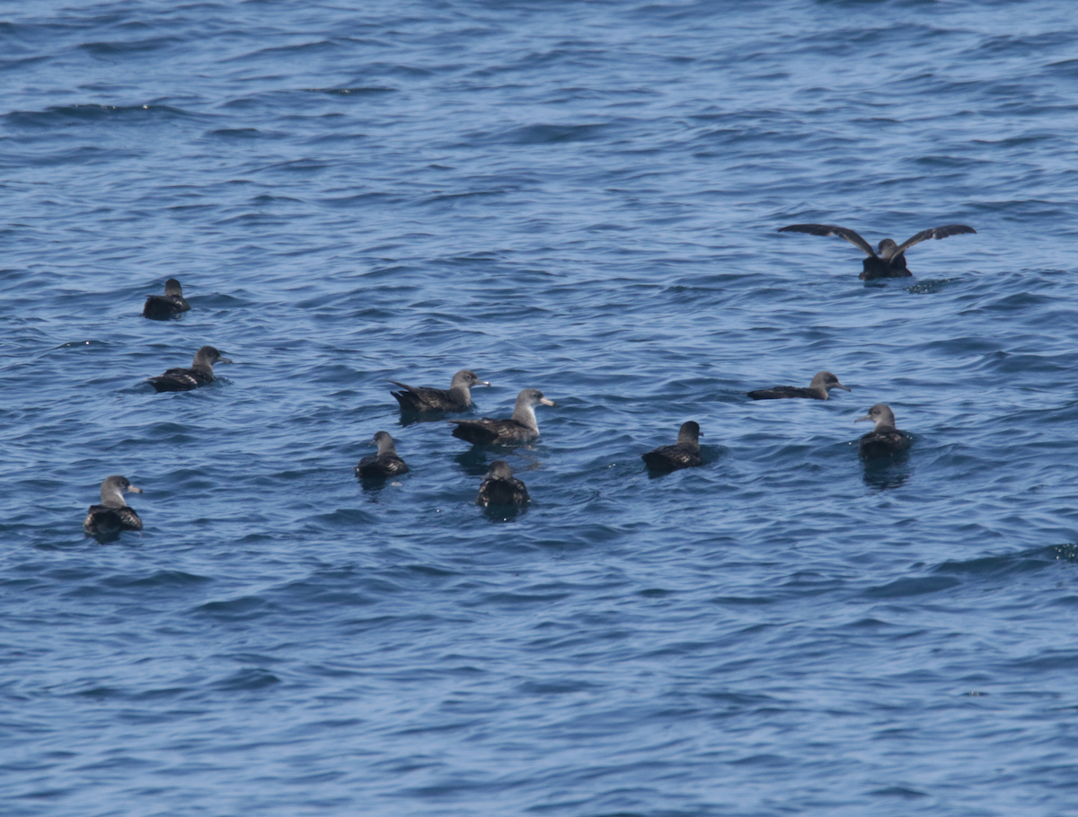 Pink-footed Shearwater - ML443638451
