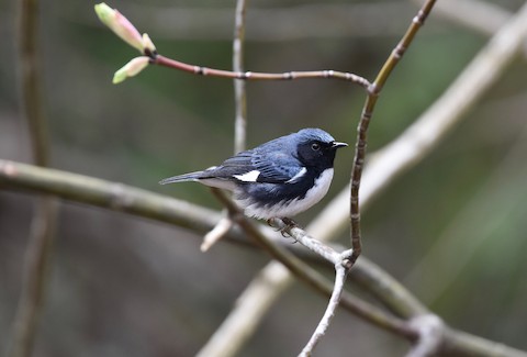 Black-throated Blue Warbler - eBird