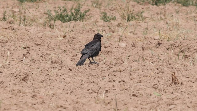 Brown-necked Raven - ML443639091