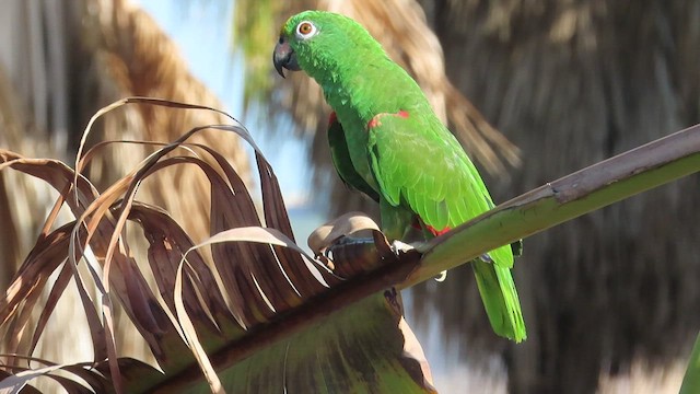 Yellow-crowned Parrot - ML443641641