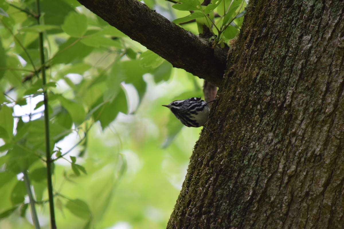 Black-and-white Warbler - ML443644771