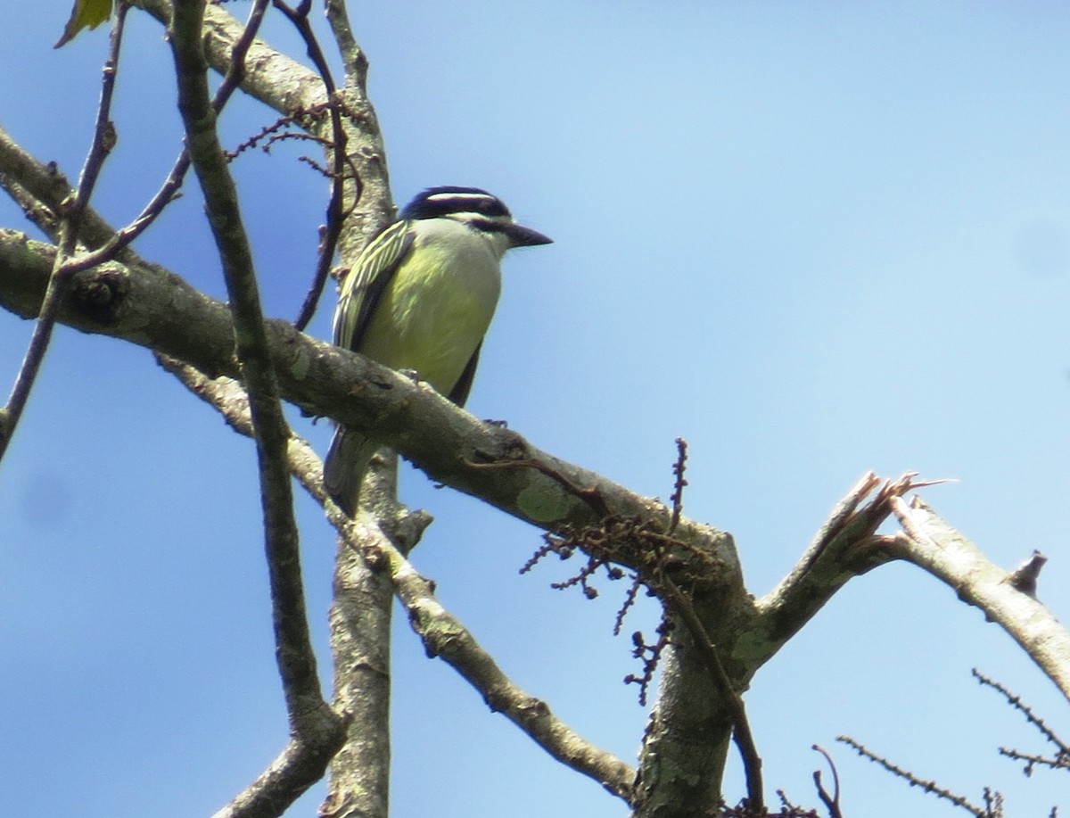 Yellow-rumped Tinkerbird - Mwangi Gitau.