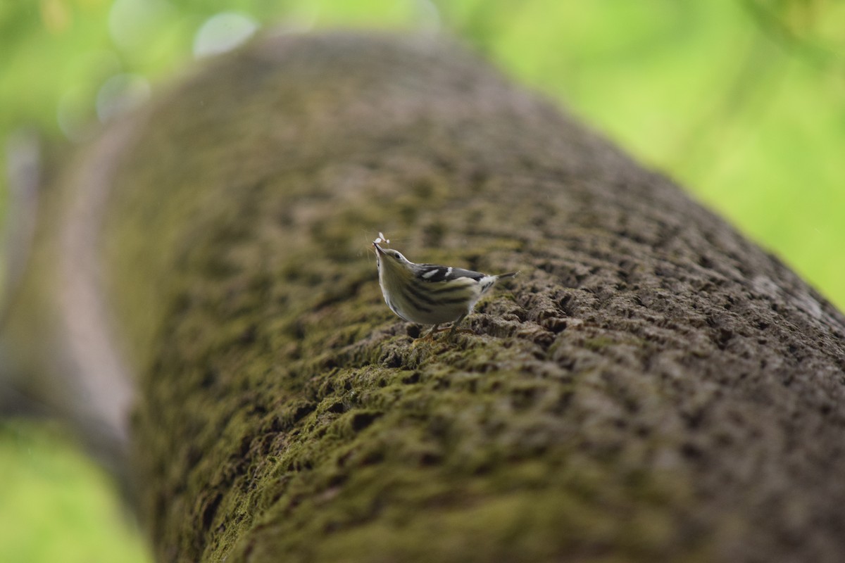 Black-and-white Warbler - ML443648221