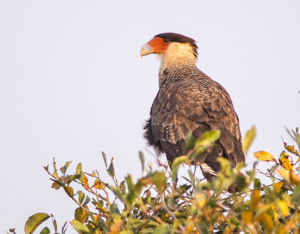 Crested Caracara (Southern) - ML443650501