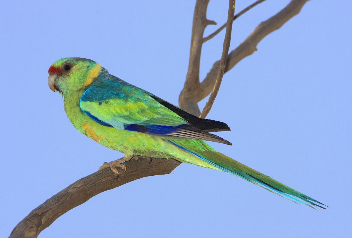 Воротничковый попугай (barnardi) - ML443657621