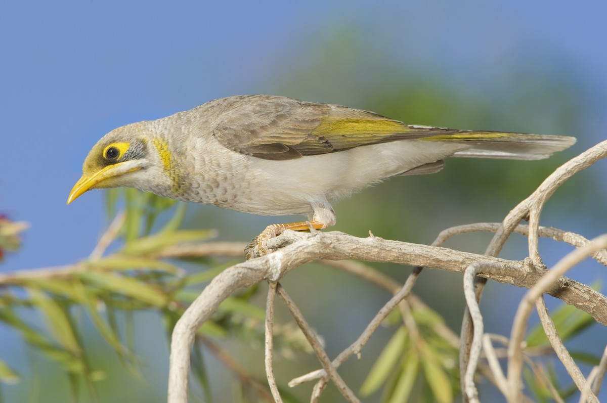 Yellow-throated Miner - Mark Chappell