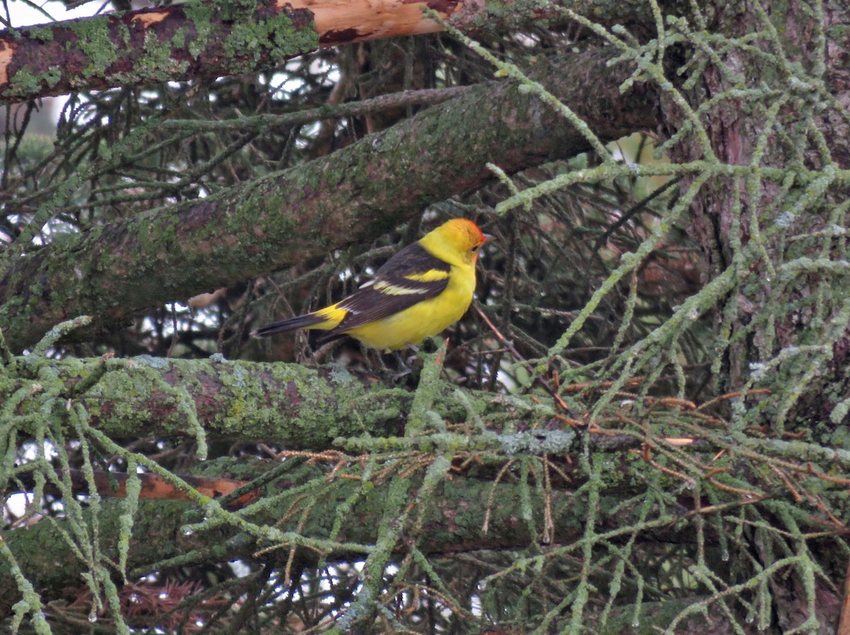 Wisconsin eBird Checklist - 3 May 2022 - 4823 Range Line Road ...