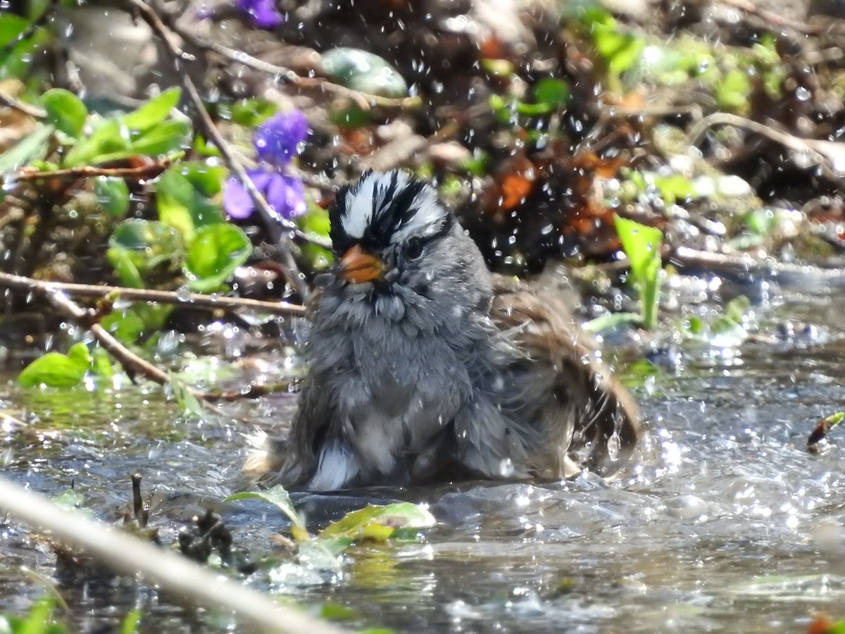 White-crowned Sparrow - ML443668481