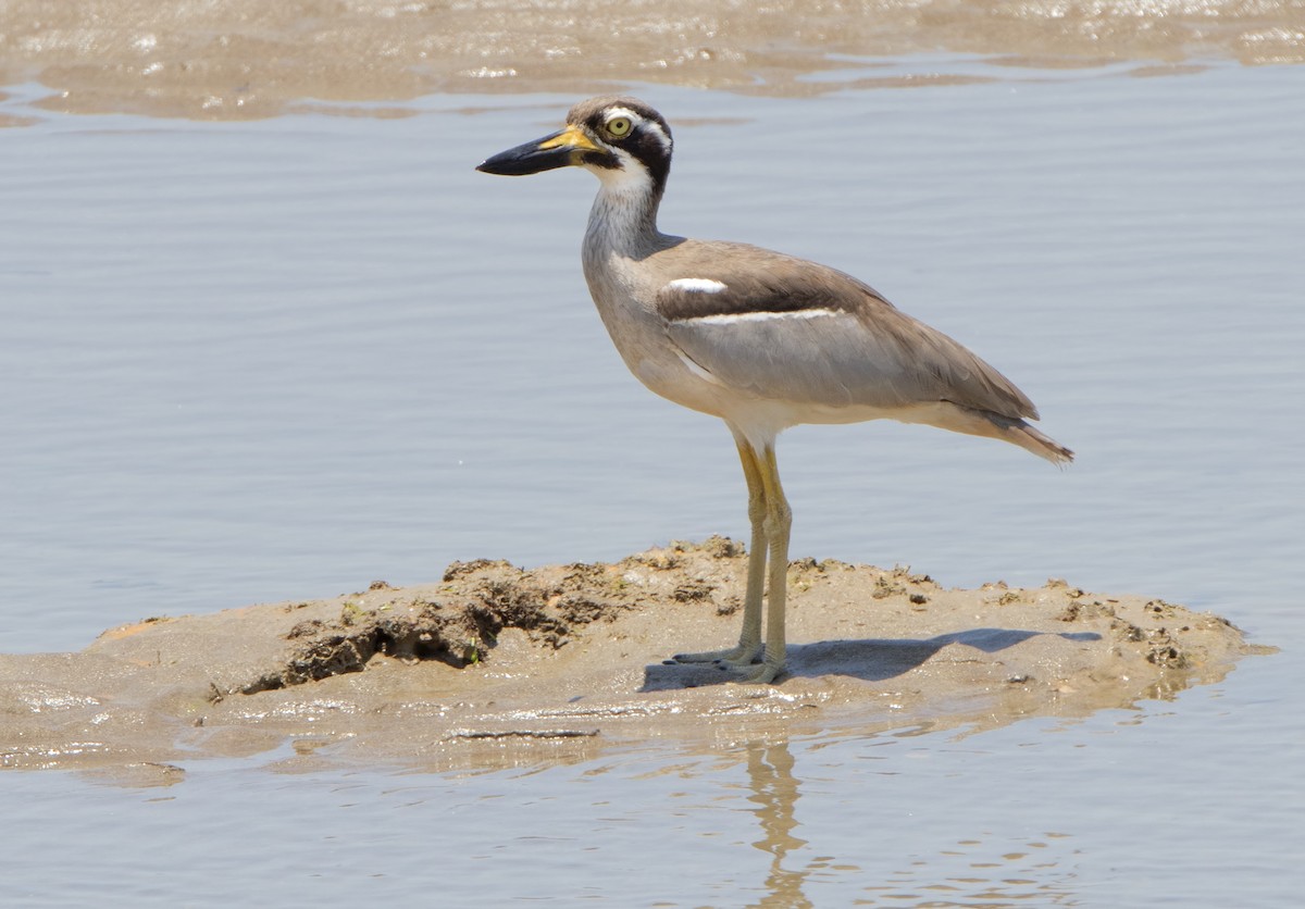 Beach Thick-knee - Mark Chappell