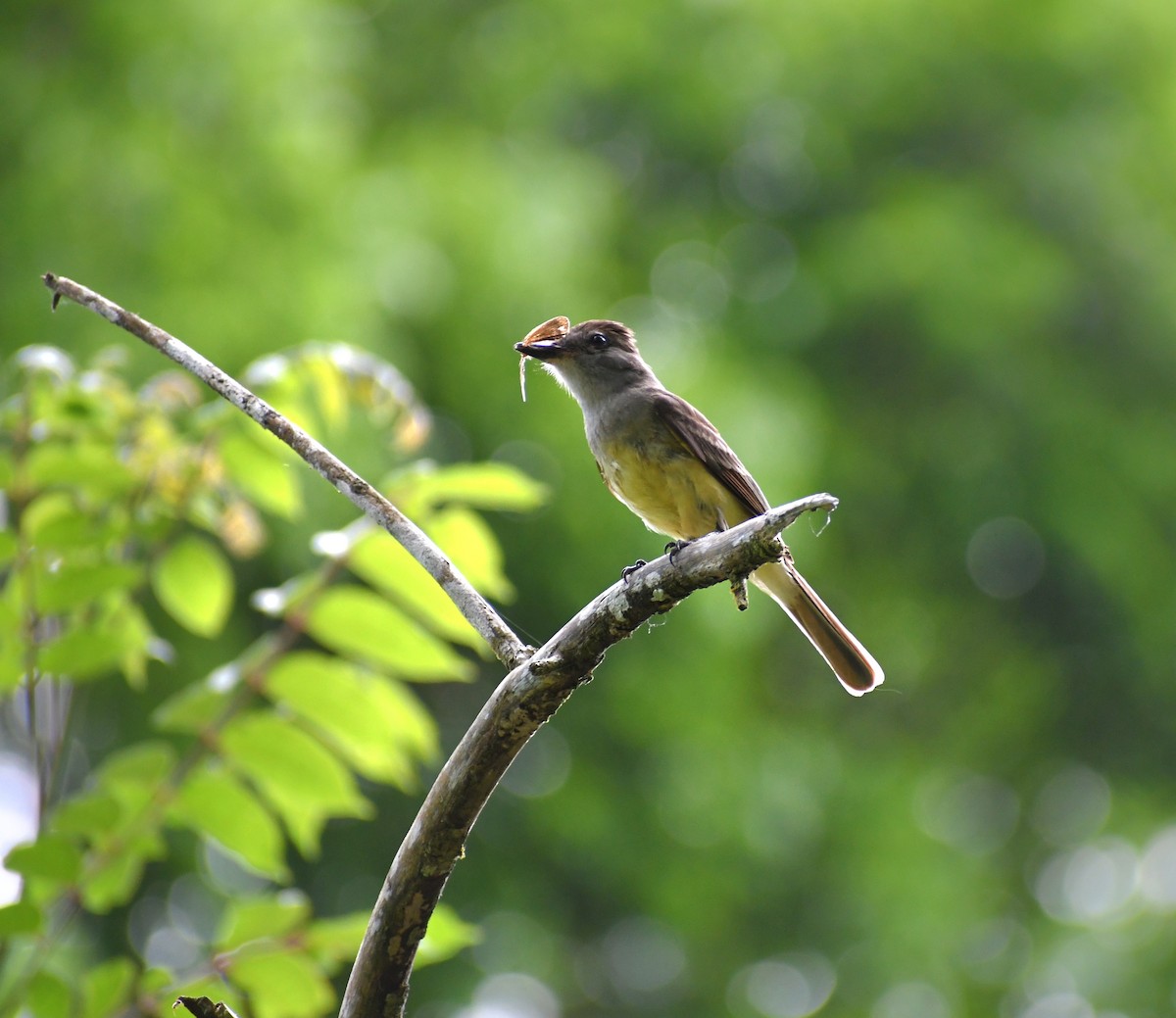 Great Crested Flycatcher - ML443672631