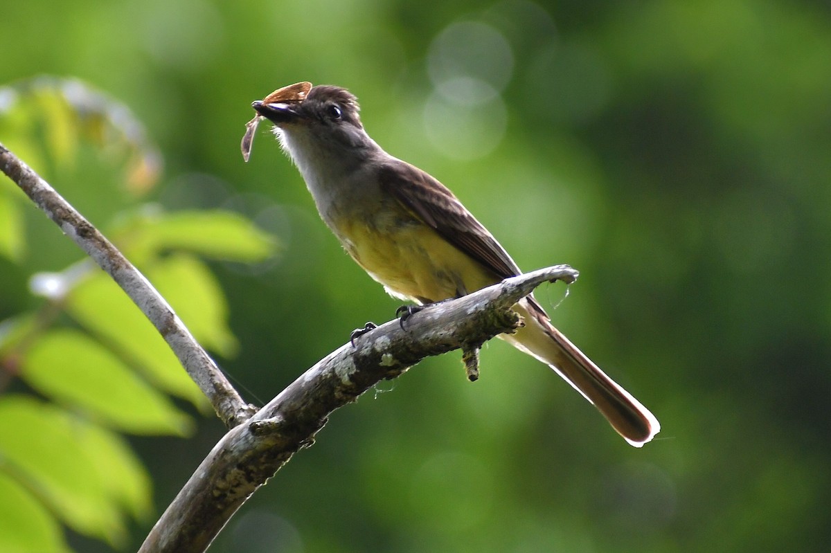 Great Crested Flycatcher - ML443673321