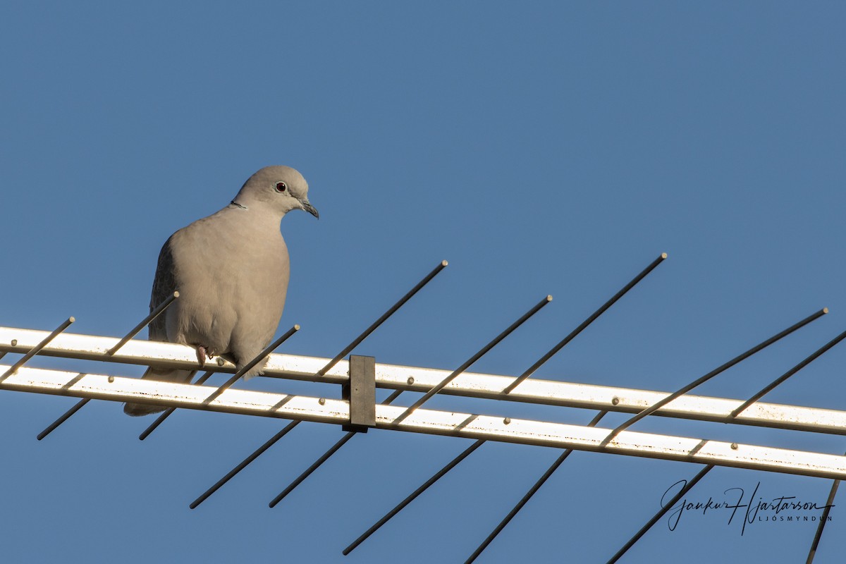 Eurasian Collared-Dove - Gaukur Hjartarson