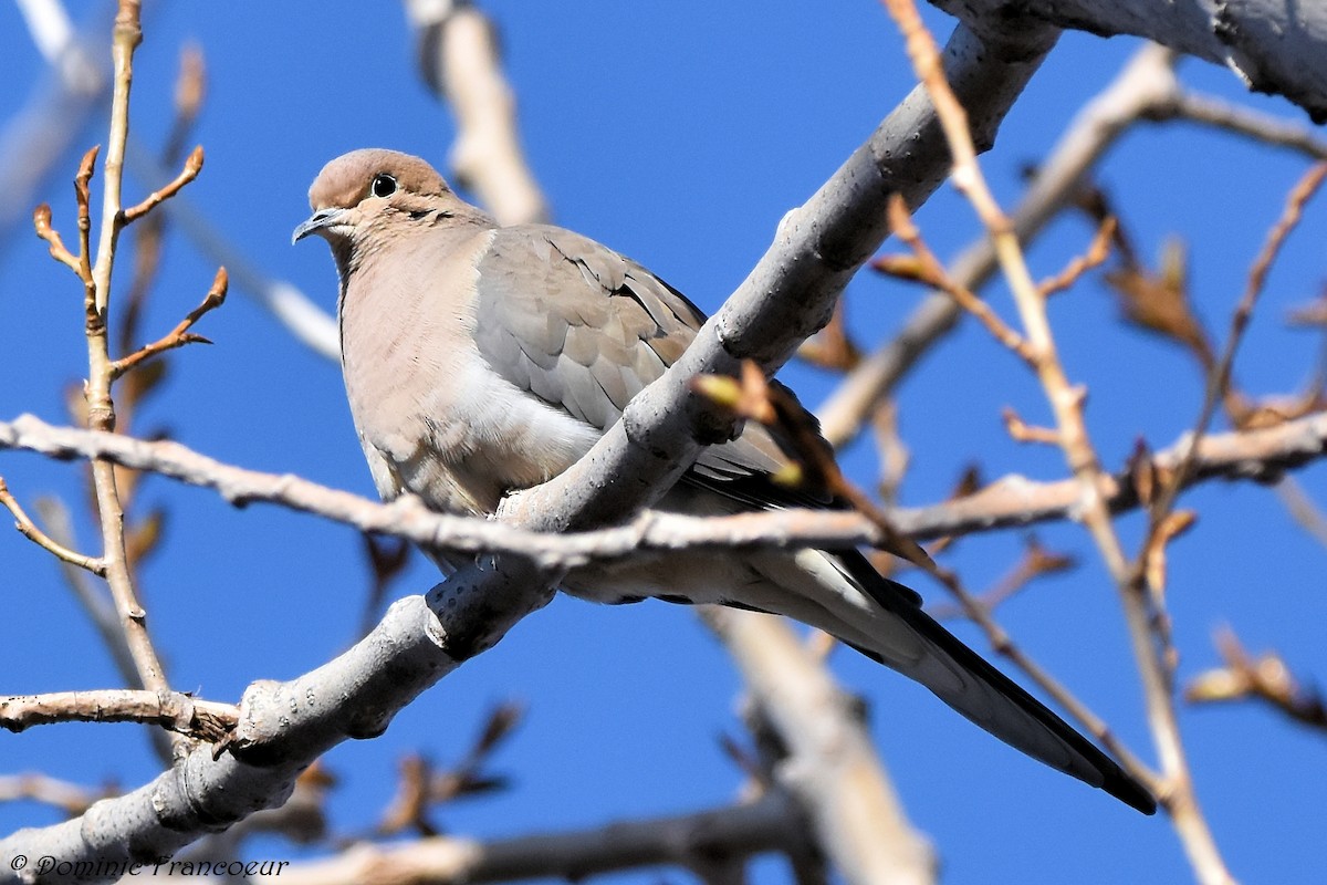 Mourning Dove - Dominic Francoeur