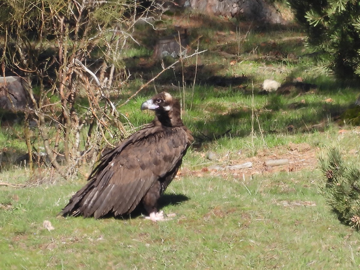 Cinereous Vulture - ML443682281