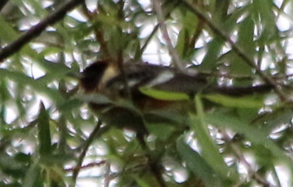 Bay-breasted Warbler - ML443683671