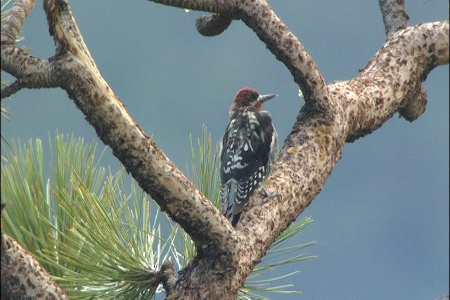 Red-breasted Sapsucker - ML443684