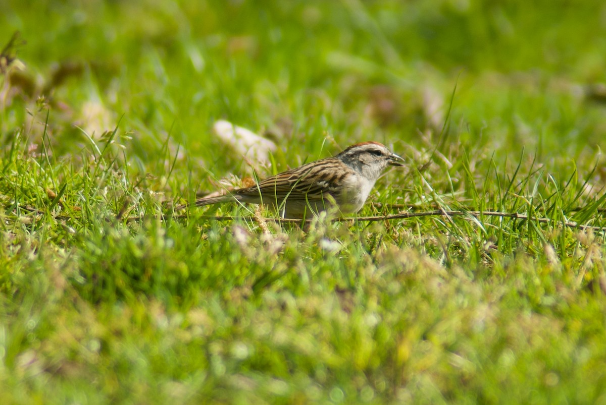 Chipping Sparrow - ML443686911
