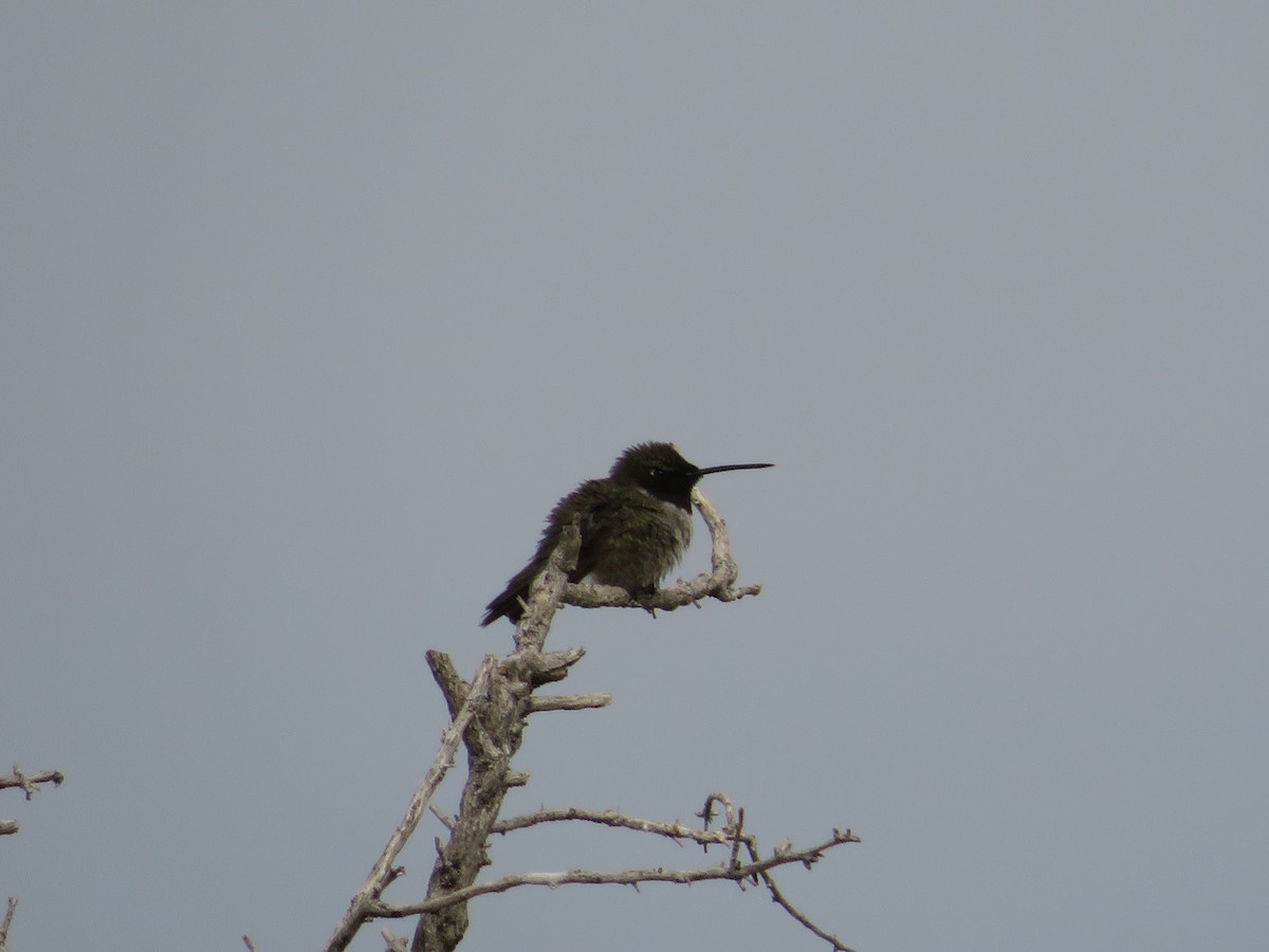 Black-chinned Hummingbird - ML443687421