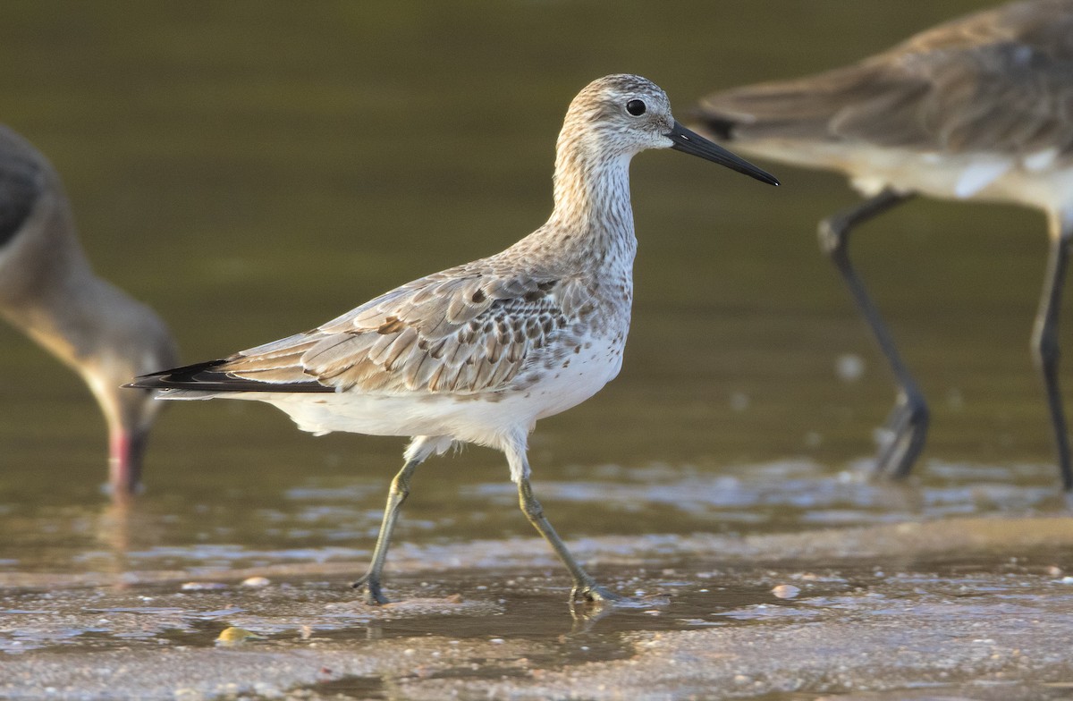 Great Knot - ML443692421
