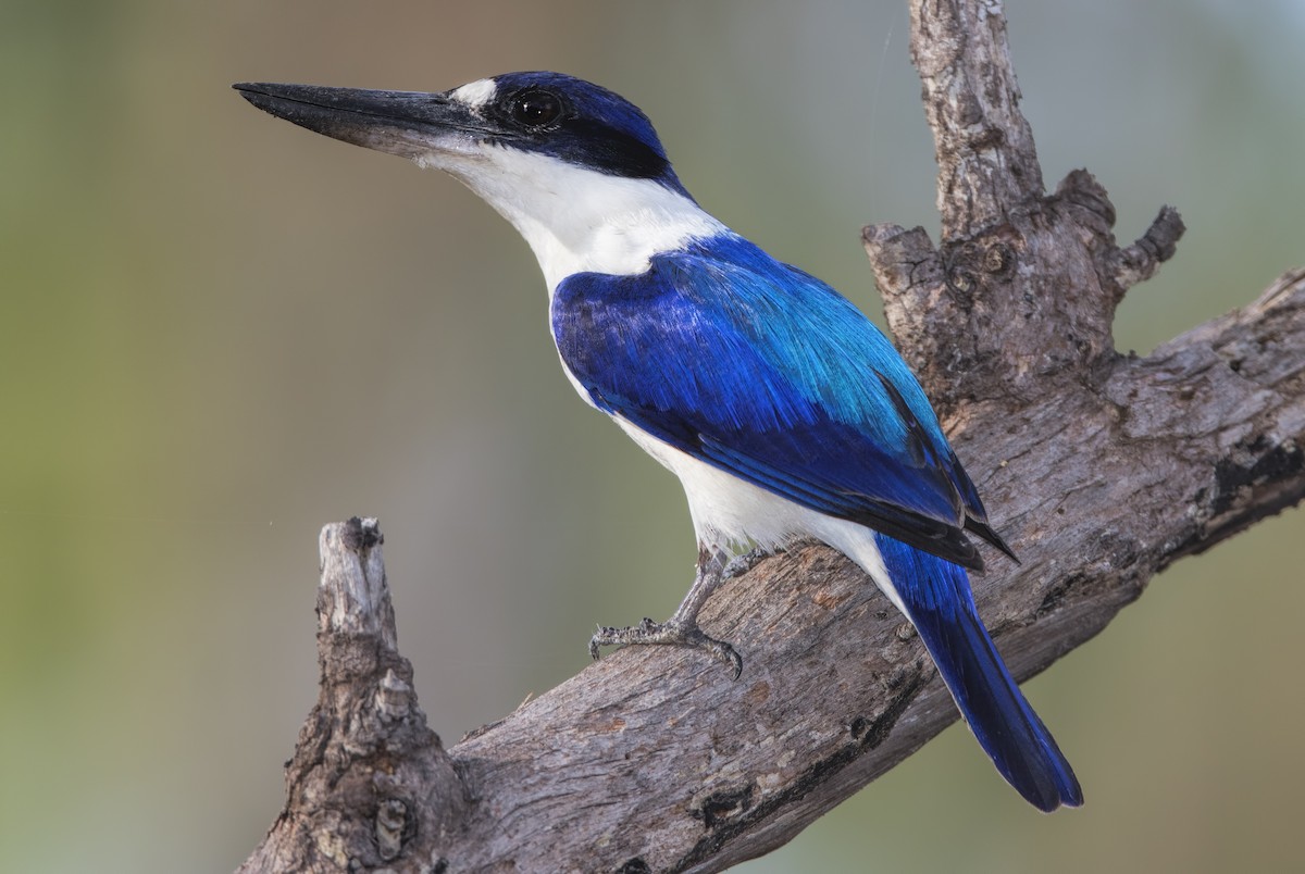 Forest Kingfisher - ML443693851