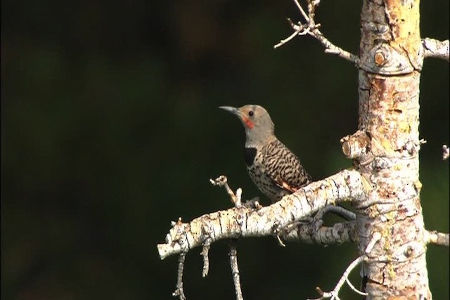 Northern Flicker (Red-shafted) - ML443697