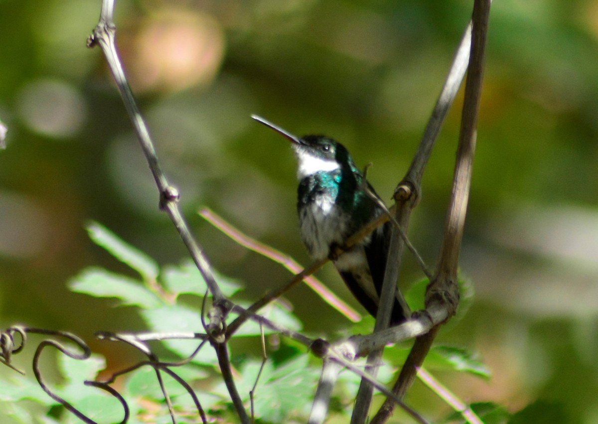 White-throated Hummingbird - ML443698331