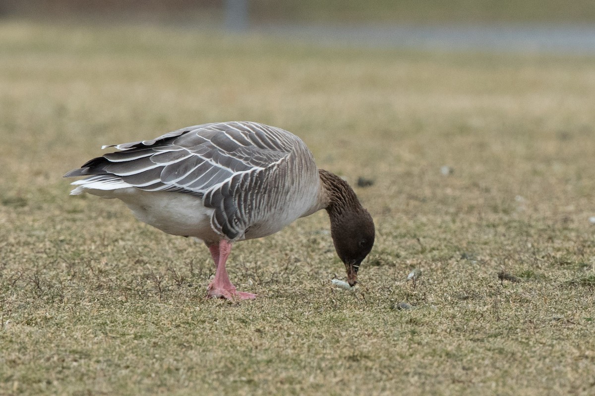 Pink-footed Goose - Louis Bevier
