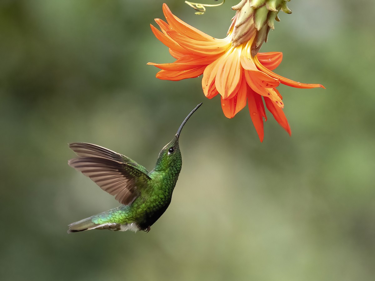 kolibřík aksamitový - ML443699531