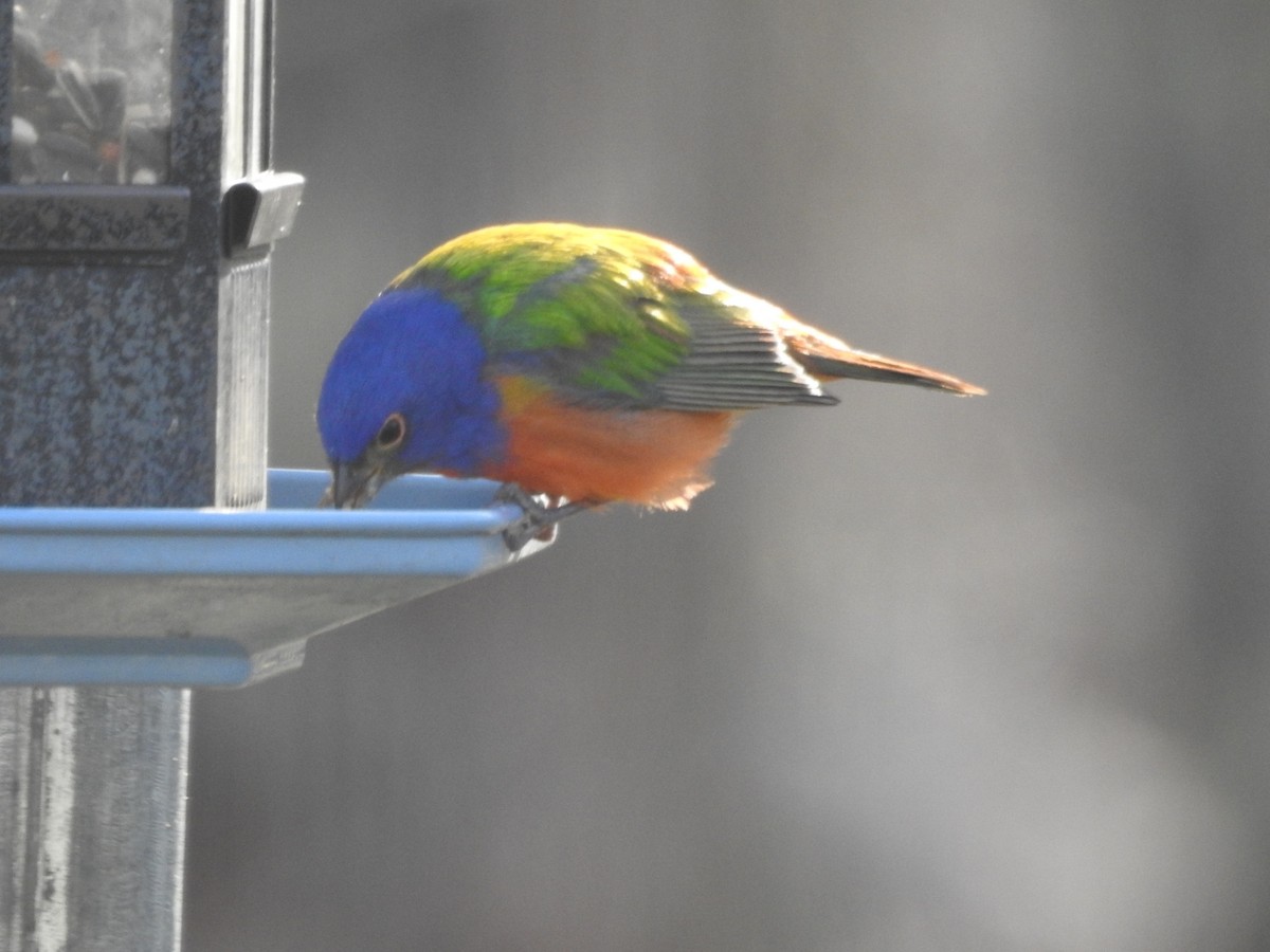Painted Bunting - ML443701681