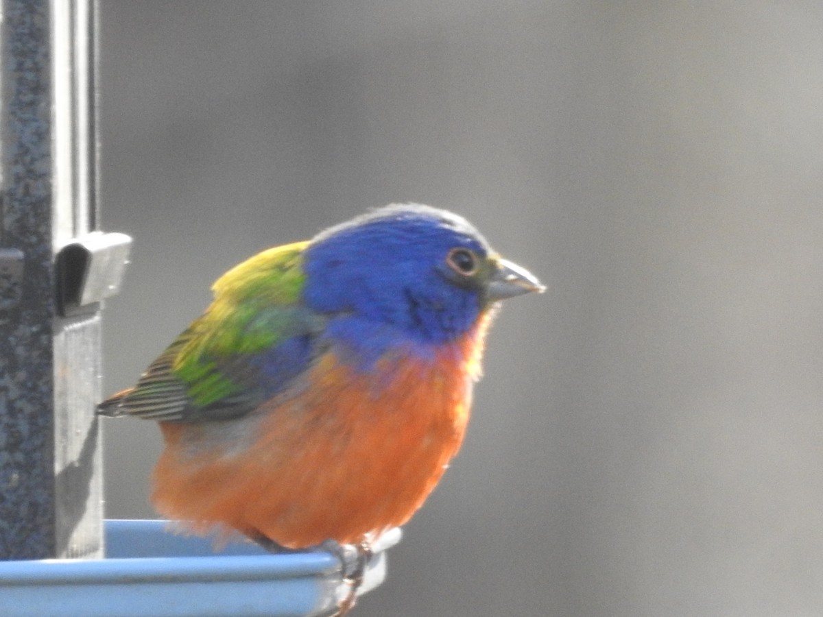 Painted Bunting - ML443701711