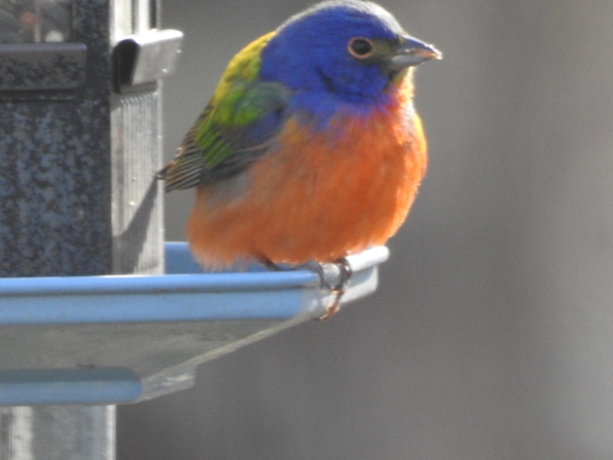 Painted Bunting - ML443701731