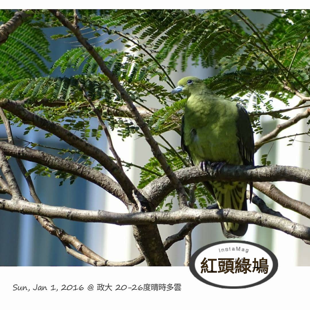 Whistling Green-Pigeon - Ann Huang