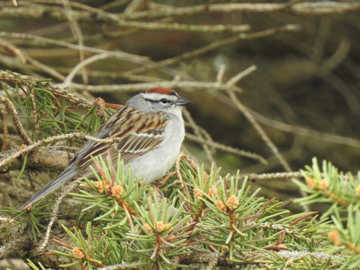 Chipping Sparrow - Barbara Clise
