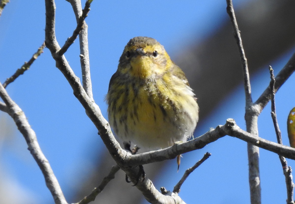 Cape May Warbler - ML443704951