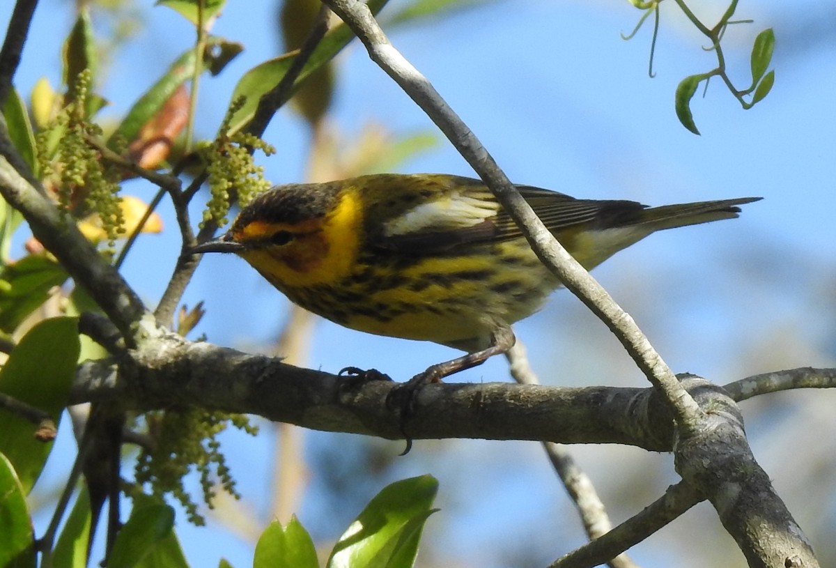 Cape May Warbler - ML443704981