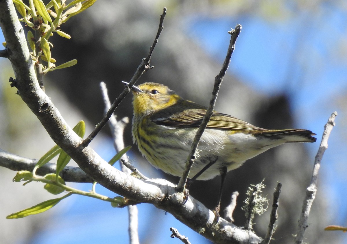 Cape May Warbler - ML443704991