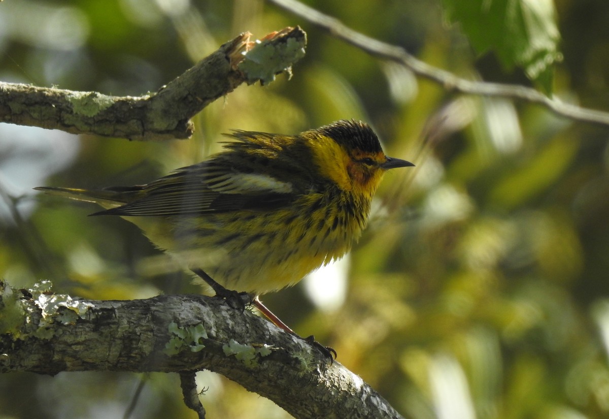 Cape May Warbler - ML443705001