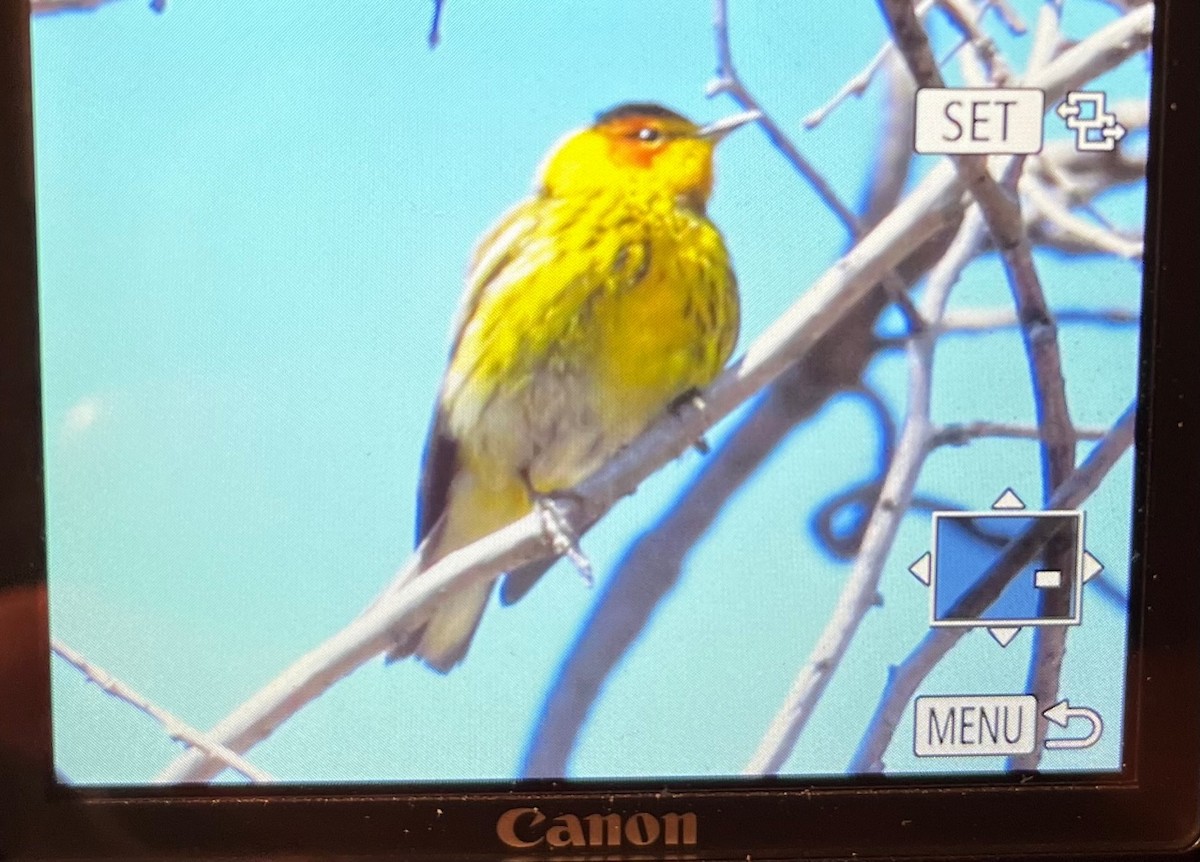 Cape May Warbler - ML443708681
