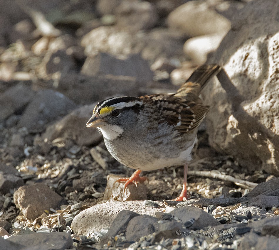 White-throated Sparrow - Arlene Ripley