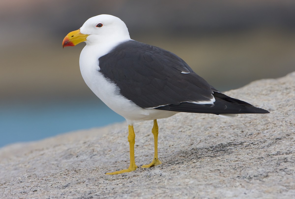 Pacific Gull - Mark Chappell