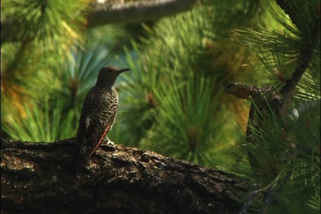 Northern Flicker (Red-shafted) - ML443722